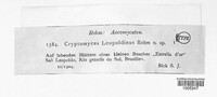 Cryptomyces leopoldinus image